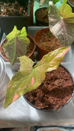 High angle view of leaves in potted plant