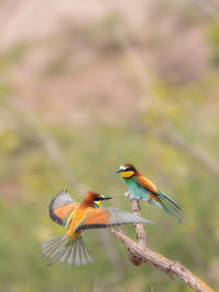 Bird perching on a branch