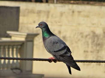 Close-up of bird perching outdoors