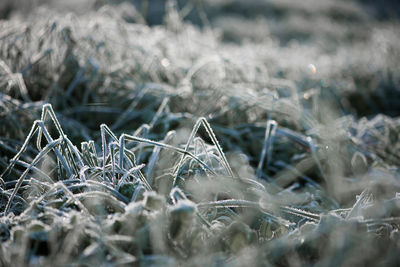 Close-up of frozen plants on field