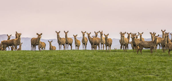 Herd of deer on grass against clear sky
