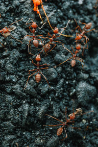 Close-up of ant on leaf