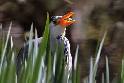 Close-up of bird