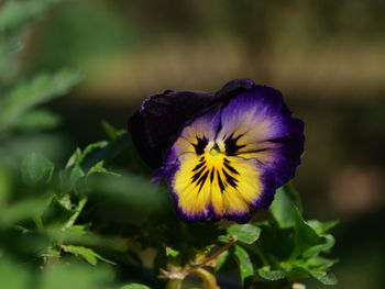 Close-up of purple flowering plant