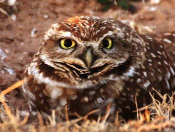 Close-up portrait of owl