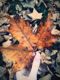 Low section of person with fallen leaves