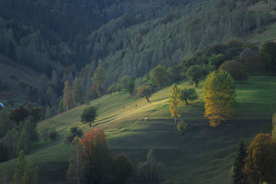 High angle view of trees on landscape