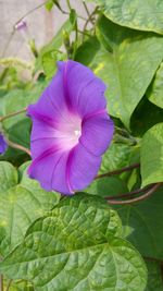 Close-up of purple flower blooming outdoors