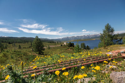 Scenic view of flowering plants on field against sky