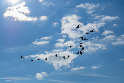 Beautiful view with geese flying in the sky