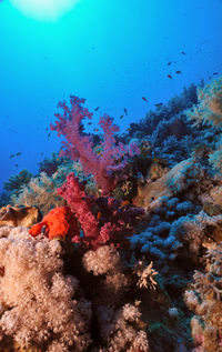 Fish swimming in sea