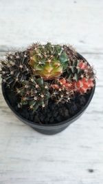 High angle view of succulent plants on table