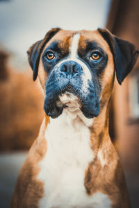 Close-up portrait of dog