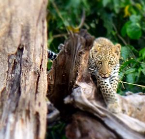 Close-up of tree trunk against rocky surface