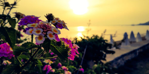 Close-up of purple flowering plants against sky during sunset