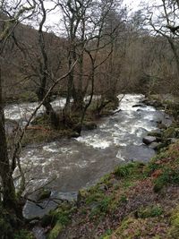 River flowing amidst bare trees in forest