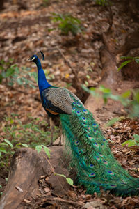 Close-up of peacock