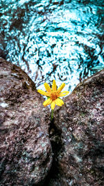 Close-up of yellow flowering plant
