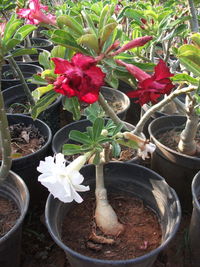 Close-up of potted plant