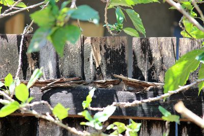 Close-up of lizard on plants in greenhouse