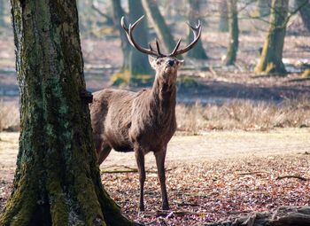 Deer standing on tree trunk