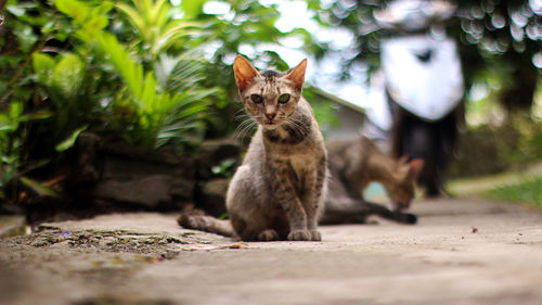 Portrait of cat sitting outdoors