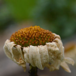 Close-up of flowering plant