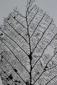 Low angle view of tree against sky