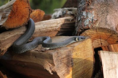 Close-up of lizard on tree trunk