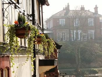 Potted plants on balcony