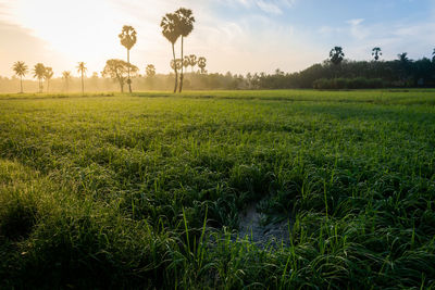 Scenic view of field against sky