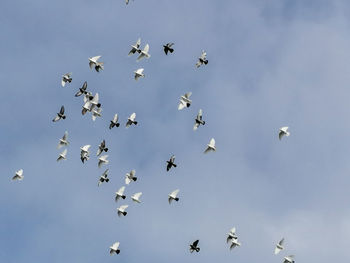 Low angle view of birds flying in sky