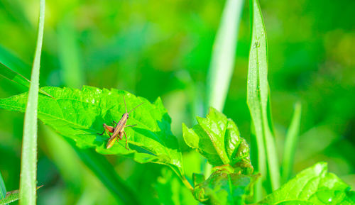 Close-up of insect on leaf