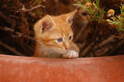 Portrait of ginger cat
