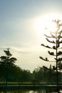 Low angle view of trees against sky