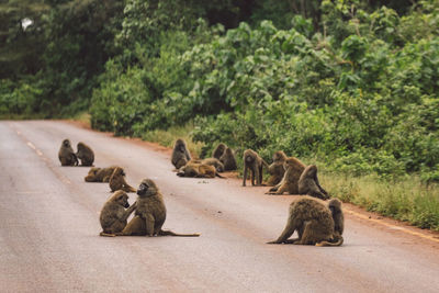 Monkeys in zoo