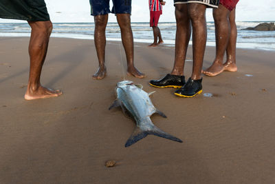 Fishermen observe a large dead fish in the sand of jaguaribe beach in the city of salvador, bahia.