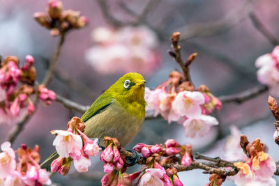 Close-up of honey bee perching on cherry blossom