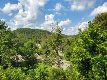 Scenic view of forest against sky