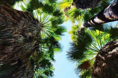 Low angle view of palm trees