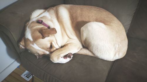 High angle view of dog sleeping