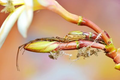 Close-up of insect on flower