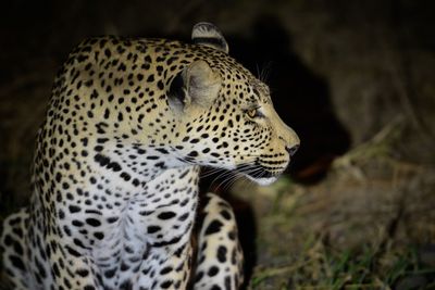 Close-up of a cat looking away