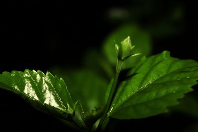 Close-up of plant leaves at night