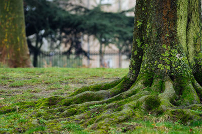 Trees growing in forest