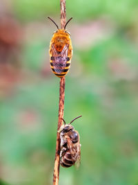 Close-up of insect on flower