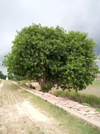 Tree growing on field by road against sky