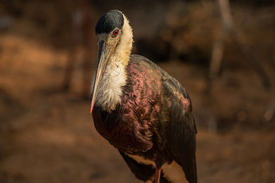 Close-up of a bird