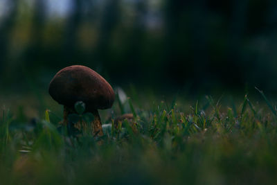 Close-up of mushrooms growing on field