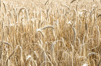 Full frame shot of wheat on field